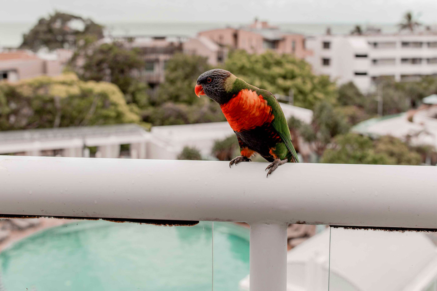 noosa-best-restaurant-hotel--kelseyinlondon-kelsey-heinrichs-what-to-do-in-noosa-Sofitel-Noosa-Pacific-Resort-1