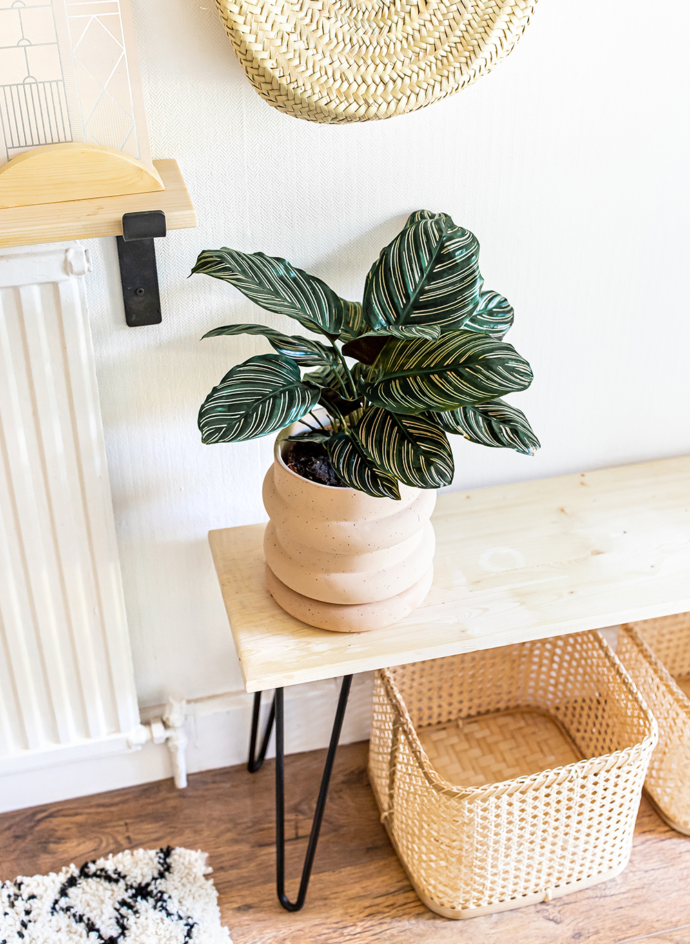 Pinstripe-Plant-Calathea-Ornata-Sanderiana-scandens-kelseyinlondon-homewithkelsey-plant-guide-best-indoor-plants