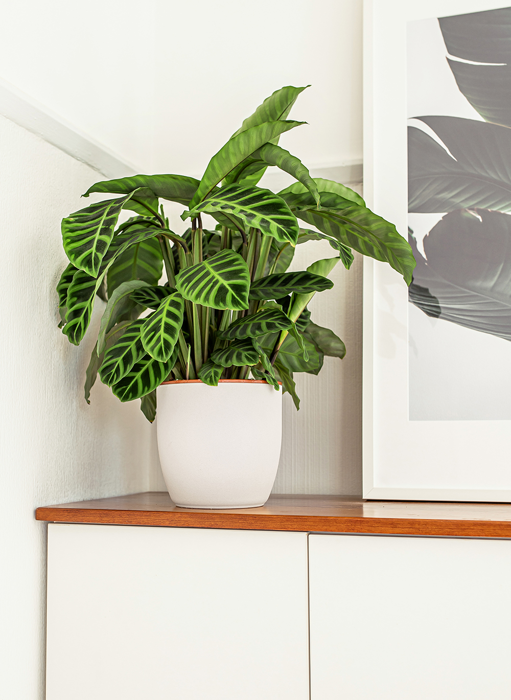 Zebra-Plant-Calathea-Zebrina-kelseyinlondon-homewithkelsey-plant-guide-best-indoor-plants