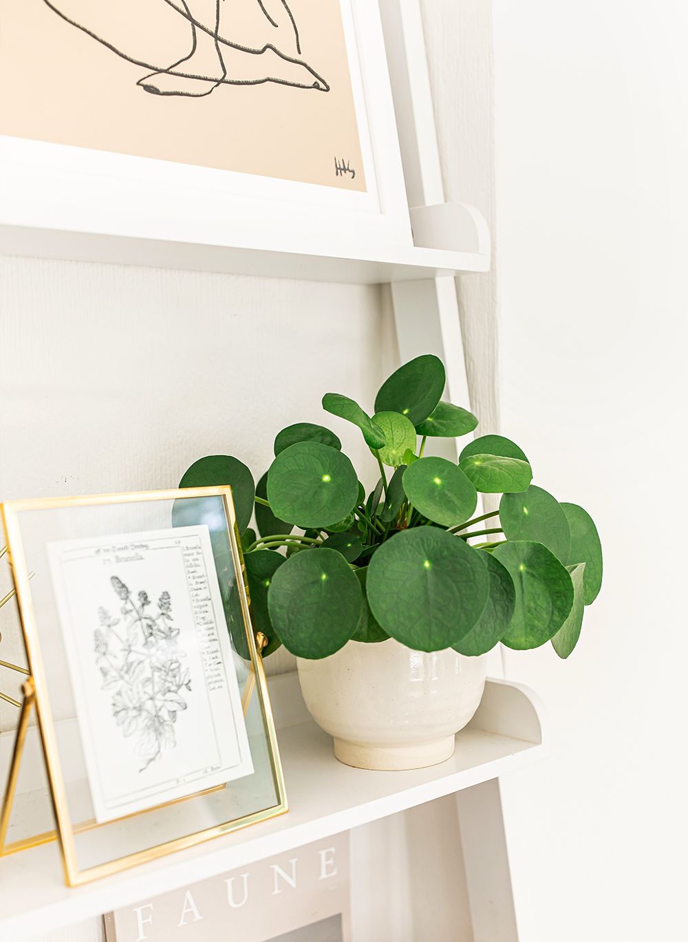 chinese-money-plant-Pilea-Peperomioides-Pancake-plant-kelseyinlondon-homewithkelsey-plant-guide-best-indoor-plants