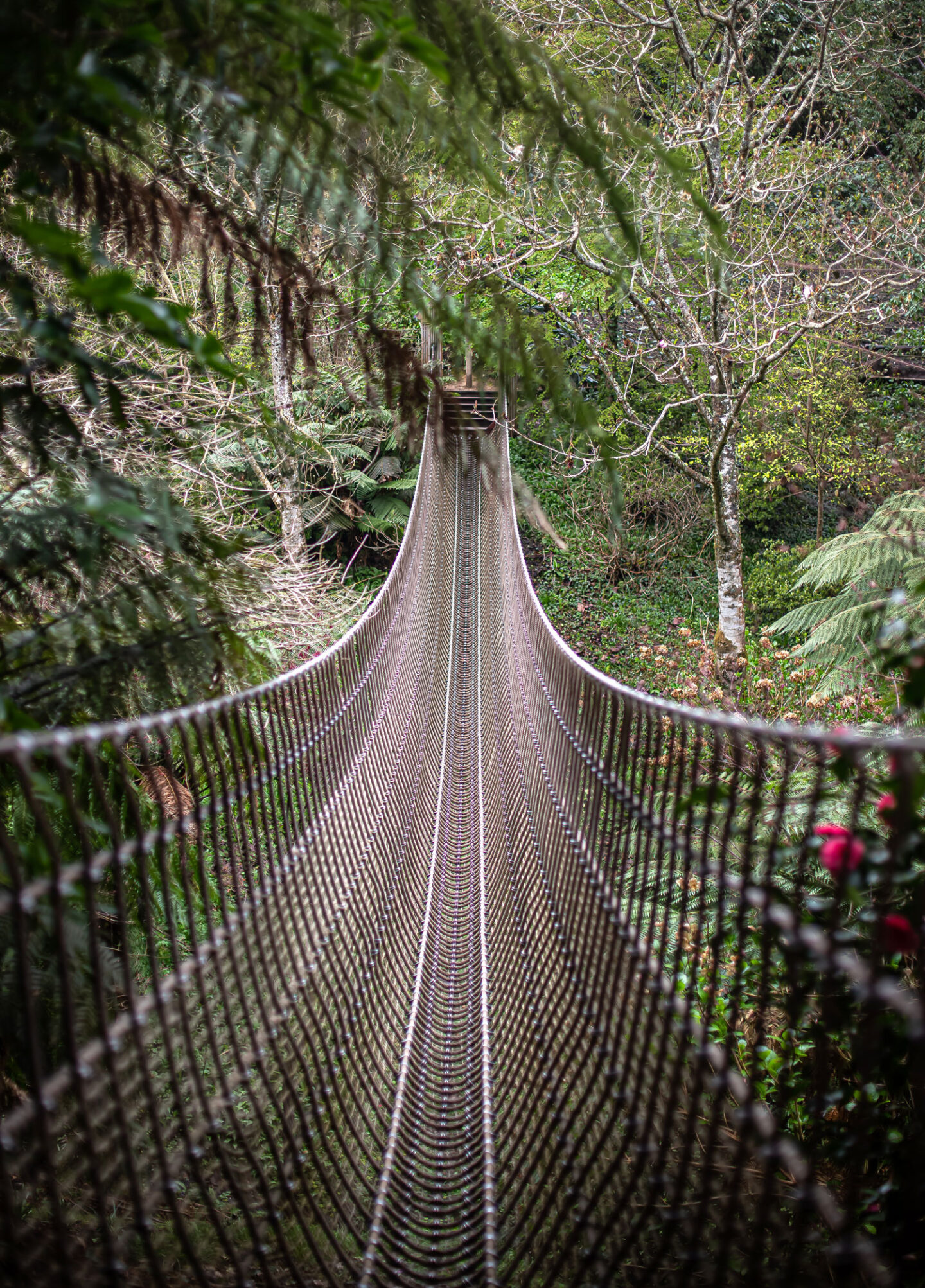 A long, narrow suspension bridge stretches across a lush forest in Cornwall, surrounded by dense greenery and tall trees. The bridge's intricate netting creates a captivating pattern as it leads into the distance, blending harmoniously with the natural landscape. The serene and adventurous atmosphere invites exploration and adds a sense of excitement to the tranquil forest setting.