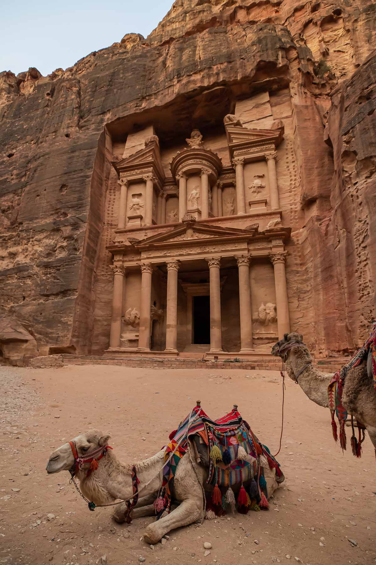 two camels in front of the treasury tomb in petra