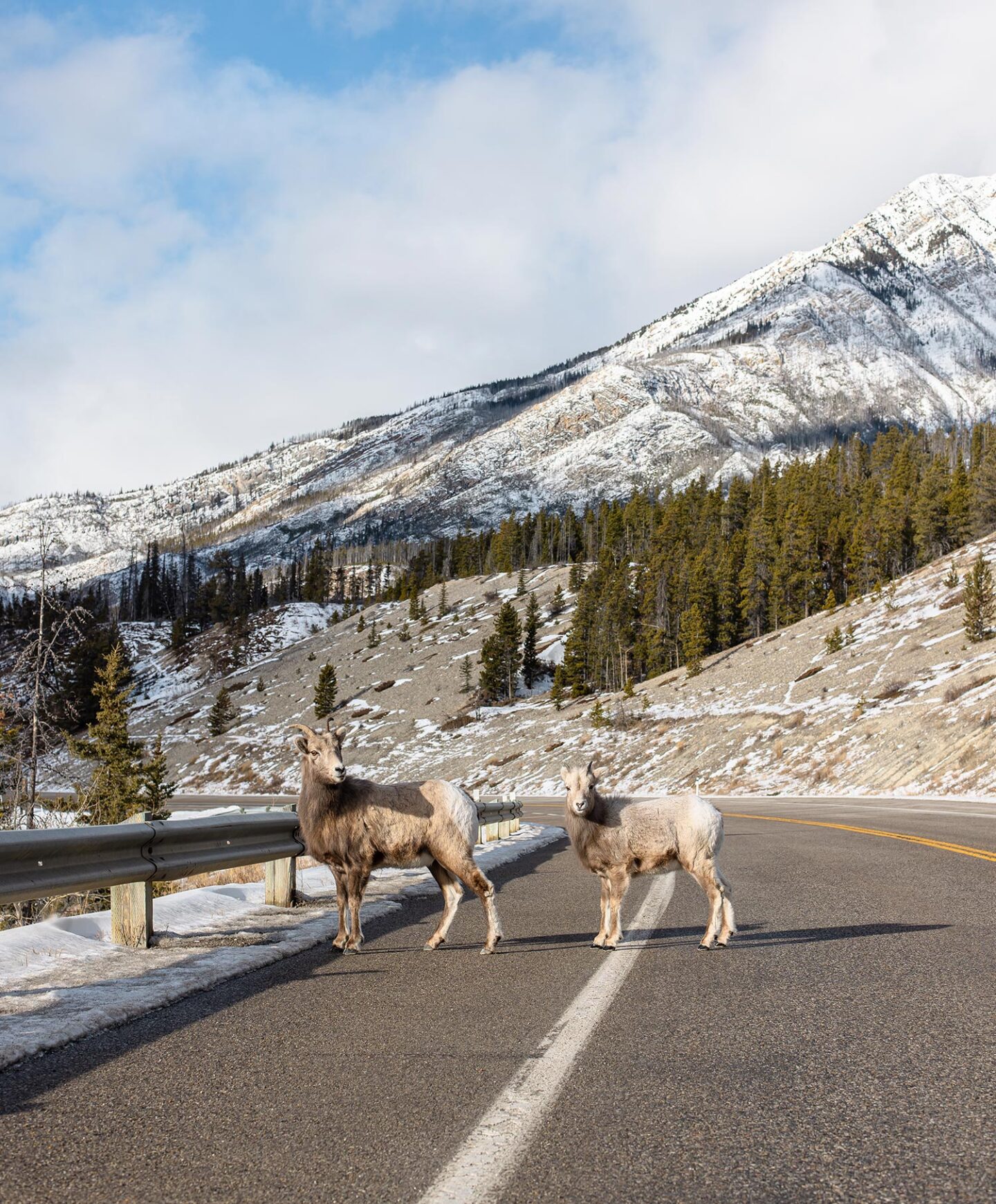 A mother and baby bighorn sheep standing in the middle of a road,  snow capped mountains and pine trees can be seen in background