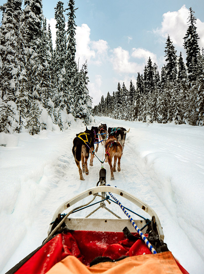 Six dogs are pulling a dog sled on a trail lined with snow covered pine trees