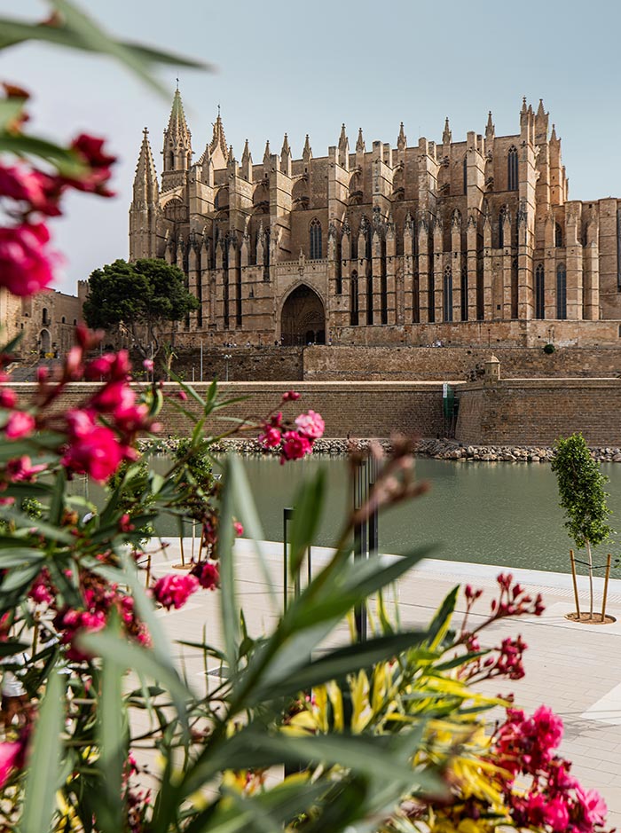 The majestic Cathedral of Santa Maria in Palma, Mallorca, known as La Seu, stands tall with its intricate Gothic architecture. The foreground is adorned with vibrant pink flowers and green foliage, framing the view of the cathedral. A calm body of water and a walkway lead up to the grand entrance, highlighting the beauty and grandeur of this historic landmark.