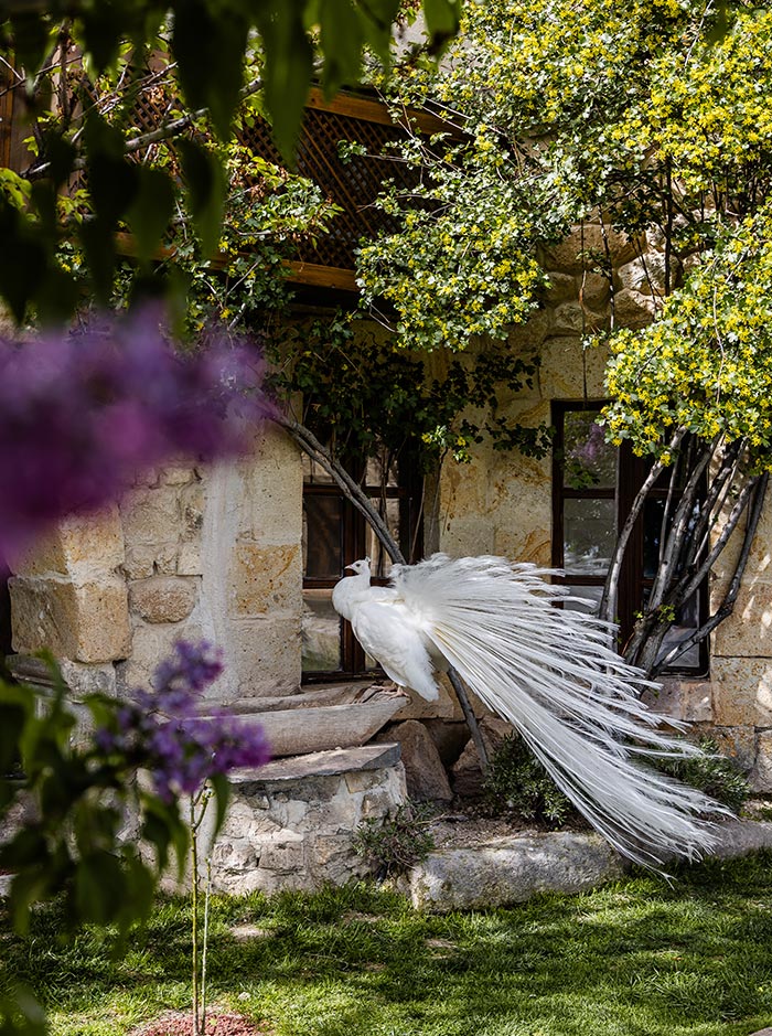A white peacock with its feathers spread out stands in a lush garden with blooming trees and stone buildings in the background at the Museum Hotel in Cappadocia, Turkey.