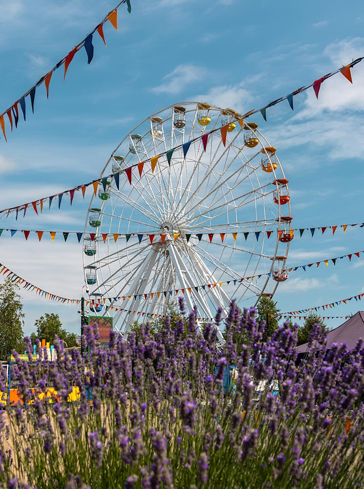 A colorful Ferris wheel at Dreamland in Margate, seen through a field of blooming lavender flowers. The Ferris wheel is adorned with multicolored gondolas and surrounded by strings of vibrant triangular pennants, set against a bright blue sky. The festive atmosphere is enhanced by the cheerful decorations and blooming flowers.