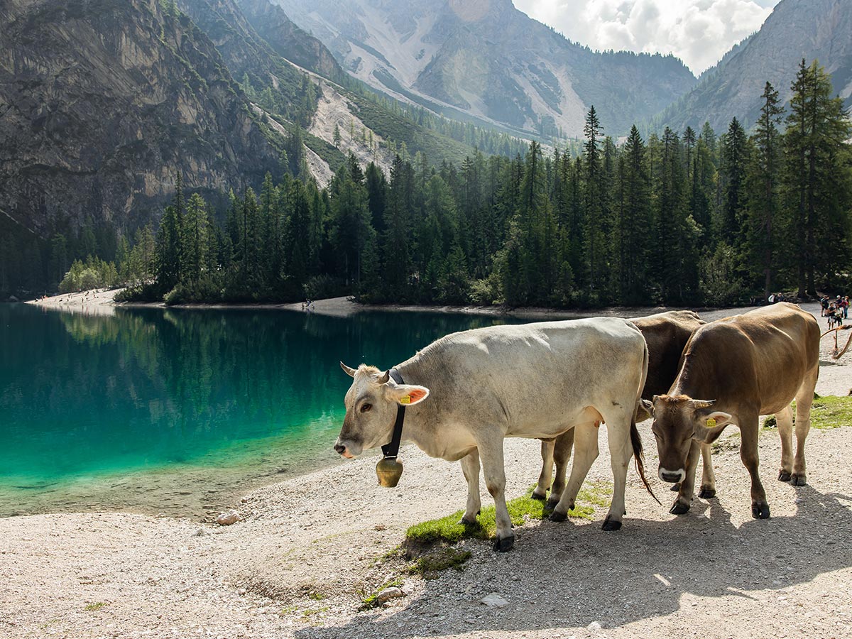 This image depicts a group of cows grazing near the shores of the turquoise waters of Lago di Braies (Pragser Wildsee) in the Dolomites. The crystal-clear lake is surrounded by dense forest and steep, rocky mountains, creating a tranquil alpine setting. The presence of the cows adds a pastoral charm to the natural beauty of the scene, as they peacefully wander along the shoreline.