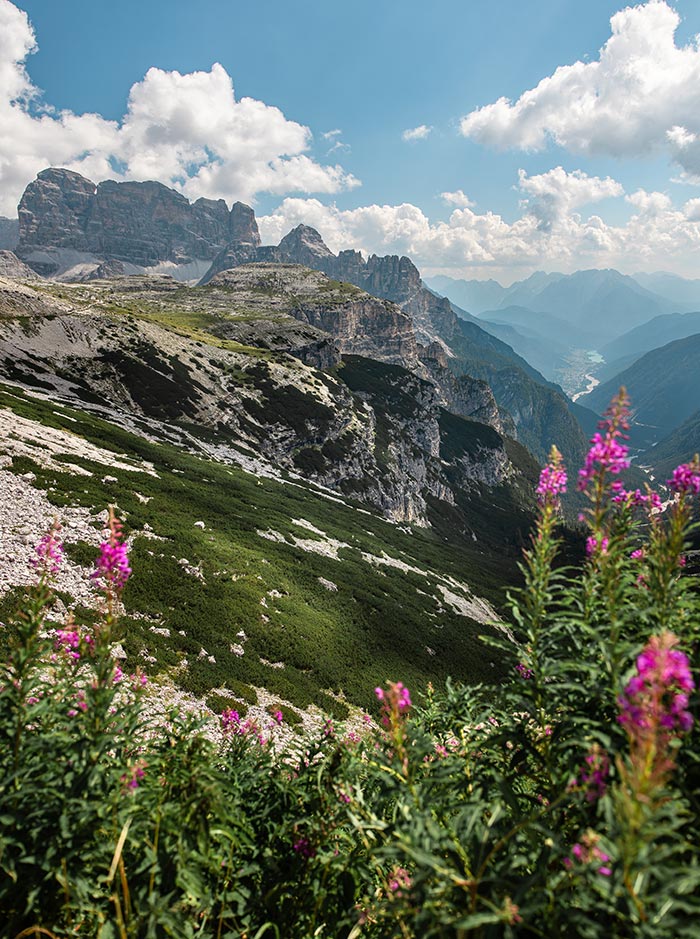 This image captures a vibrant alpine landscape featuring pink wildflowers in the foreground with a sweeping view of rugged mountains and deep valleys in the Dolomites. The steep, rocky terrain is covered in patches of greenery, with distant peaks under a partly cloudy sky. The scene conveys the natural beauty and tranquility of the Tre Cime loop, a popular hiking area known for its breathtaking vistas.