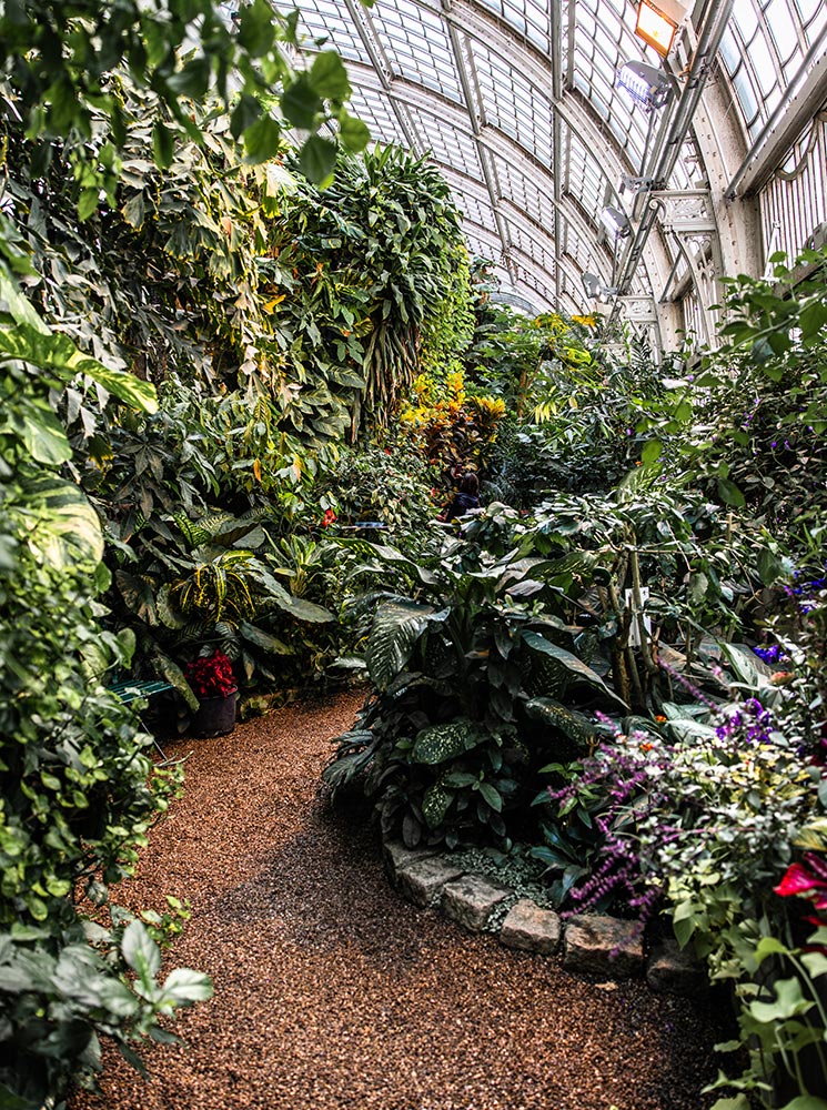 This image showcases the lush interior of the Schmetterlinghaus (Butterfly House) in Vienna, with a winding gravel path bordered by dense, tropical plants. The towering green foliage and vibrant flowers create a jungle-like atmosphere under the arched glass ceiling, which bathes the space in natural light. The immersive greenery provides a serene, exotic environment perfect for butterflies and visitors alike.