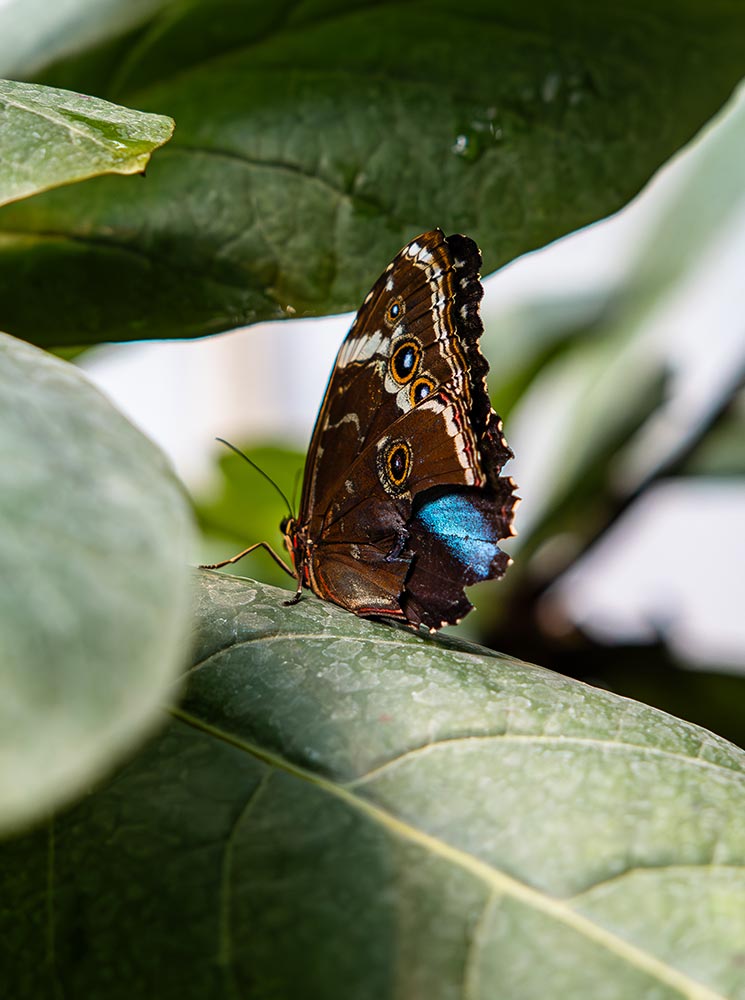 This image captures a close-up of a butterfly perched on a large green leaf inside the Schmetterlinghaus (Butterfly House) in Vienna. The butterfly, displaying intricate brown patterns with eye-like spots and a hint of iridescent blue on its wings, is set against a lush, natural backdrop. The soft lighting highlights the delicate details, immersing viewers in the serene, tropical environment of this popular greenhouse.