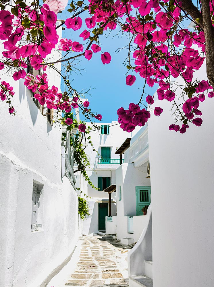 A picturesque cobblestone alley in Mykonos’ Chora Old Town, lined with whitewashed buildings featuring turquoise doors and balconies, framed by vibrant pink bougainvillea flowers under a clear blue sky.