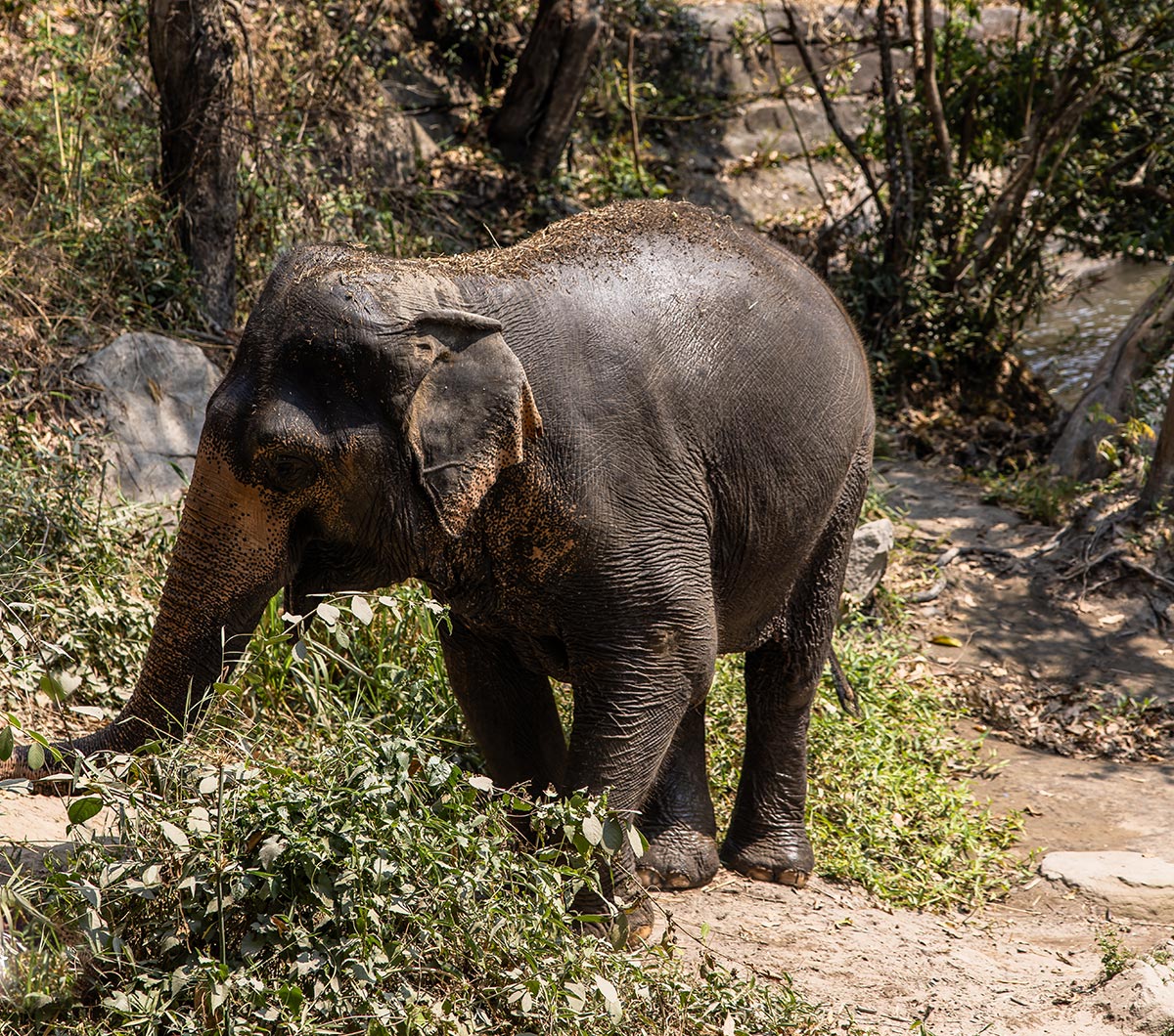 A young elephant covered in mud stands in a natural habitat surrounded by green vegetation, trees, and a dirt path. The elephant appears to be foraging, with its trunk extended toward the grass. Sunlight filters through the trees, highlighting the texture of its wet skin.


