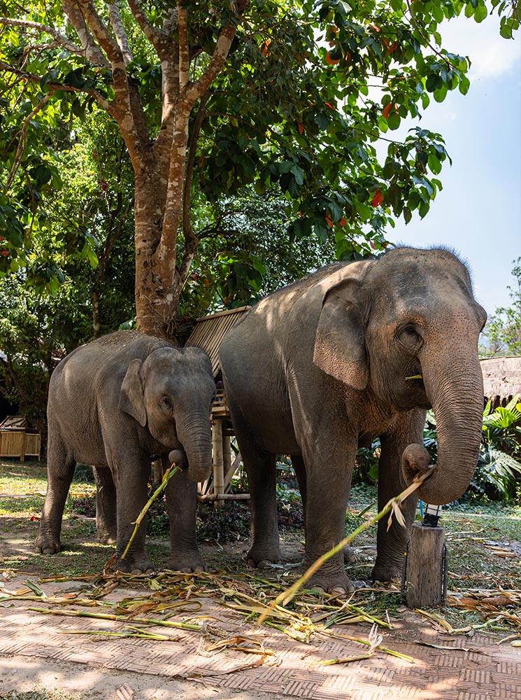 Two Asian elephants, one adult and one juvenile, stand under a lush green tree, peacefully eating stalks of sugarcane. The larger elephant uses its trunk to hold a long piece of sugarcane, while the smaller one chews on a shorter stalk. Sunlight filters through the leaves, casting a warm glow over the scene, highlighting the serene and natural environment.