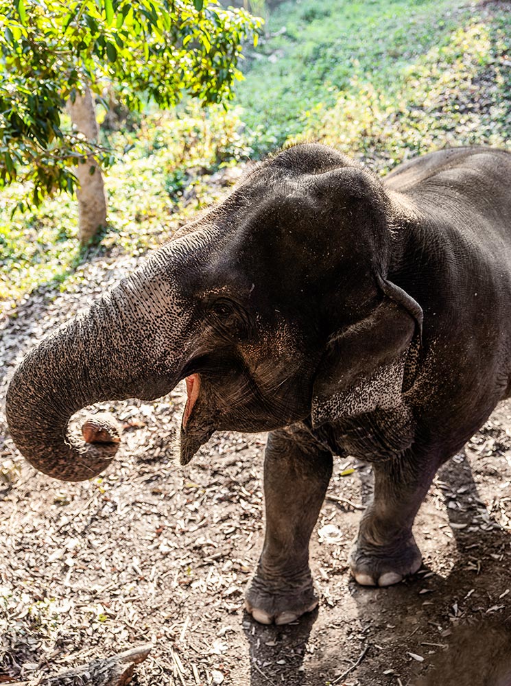 A majestic Asian elephant stands in a sunlit, natural environment, its trunk curled slightly and ears relaxed. The elephant's dark, textured skin contrasts with the lush green foliage and earthy ground. Dappled sunlight highlights its features, creating a peaceful and serene atmosphere.