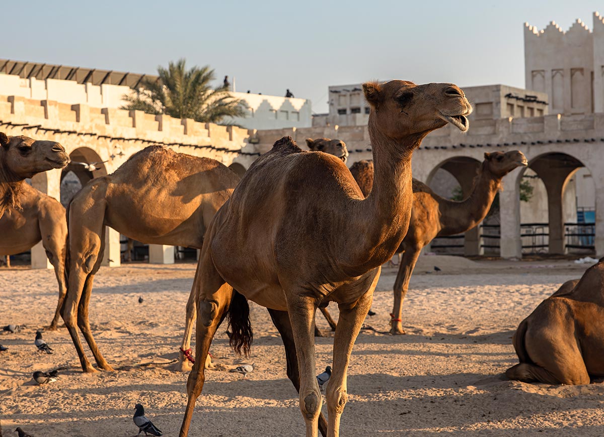 Camels rest and roam in the camel pen at Souq Waqif in Doha, Qatar, bathed in the warm golden light of the setting sun. The traditional sandstone buildings with arched doorways surround the enclosure, adding to the authentic cultural ambiance. Pigeons peck at the ground nearby, completing the lively yet serene desert market scene.







