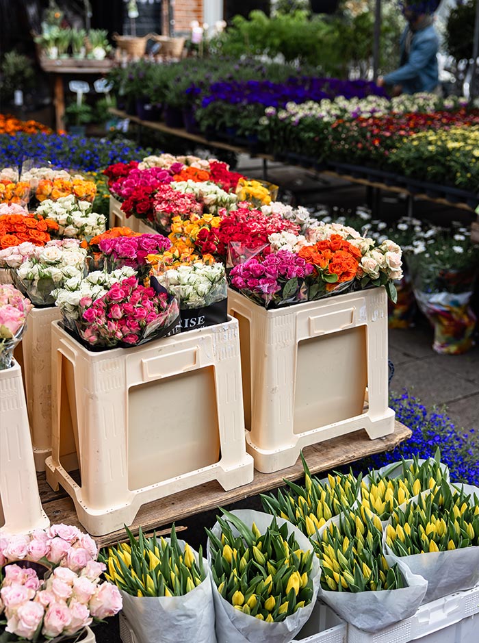 Colorful flower stall at Albert Cuyp Market in Amsterdam, showcasing buckets of vibrant roses in shades of red, pink, orange, and white, along with fresh yellow tulips in paper wraps. Behind the display, rows of blooming potted plants in deep purples and mixed colors create a lush backdrop at this popular outdoor market.