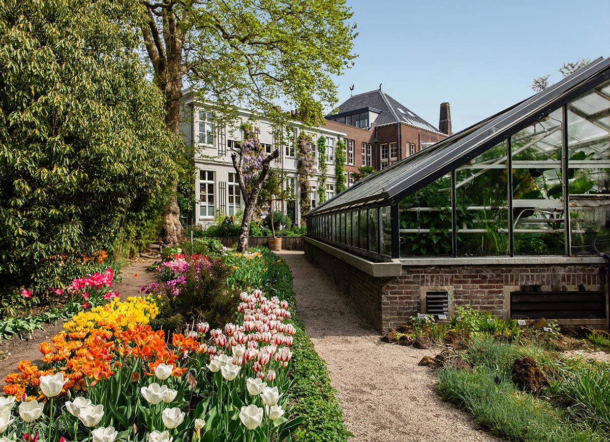 Pathway through the blooming gardens of Hortus Botanicus in Amsterdam, lined with colorful tulips and vibrant spring flowers next to a long greenhouse filled with lush greenery. Historic buildings frame the background under a clear blue sky, showcasing one of the oldest botanical gardens in the world.






