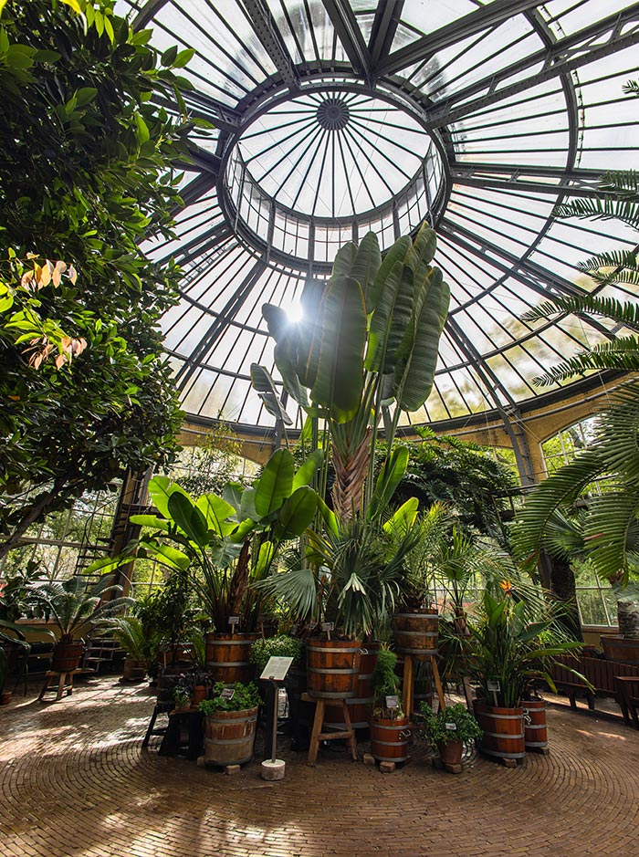 Interior view of the round palm greenhouse at Hortus Botanicus in Amsterdam, with tall tropical plants and potted greenery basking in sunlight under a soaring glass dome. The botanical display is set on a warm brick floor, creating a lush and tranquil indoor jungle atmosphere.
