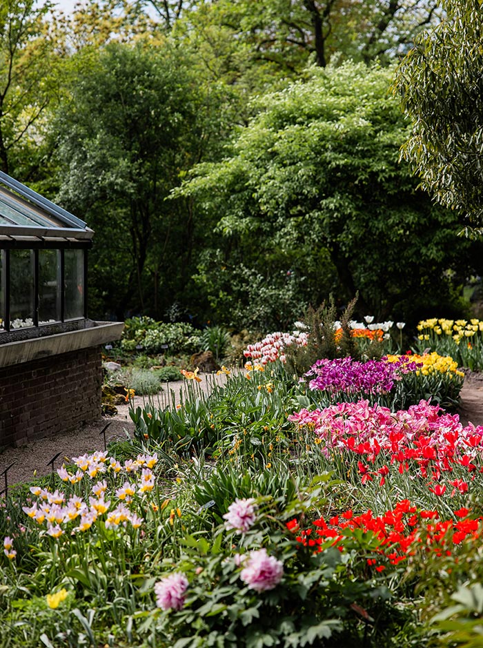 A vibrant garden at Hortus Botanicus in Amsterdam bursting with colorful tulips in shades of red, pink, yellow, and purple. The lush greenery surrounds a greenhouse structure on the left, with a peaceful walking path winding through the spring blooms.