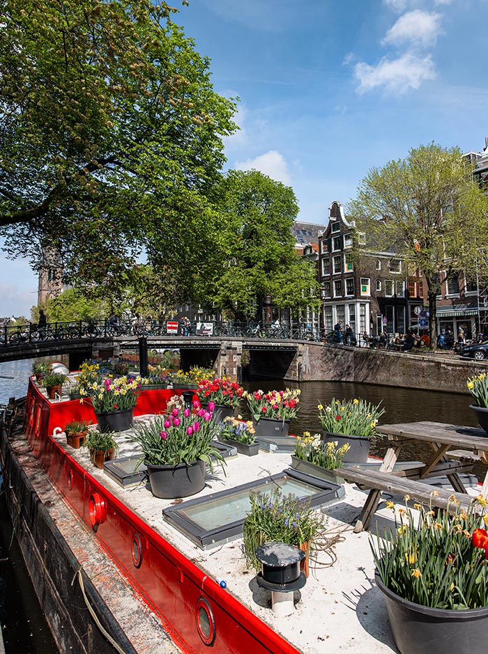 A bright red canal boat in Amsterdam is adorned with colorful pots of tulips and other flowers, set against a backdrop of a picturesque bridge and classic Dutch architecture. Lush green trees frame the scene under a blue sky with scattered clouds.