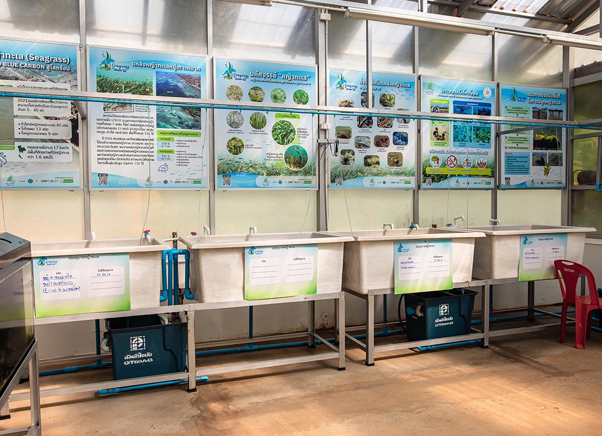 Indoor station with a row of white tanks and faucets set up for marine research or conservation work. Educational posters line the wall above with diagrams, photos, and text about seagrass and marine ecosystems.