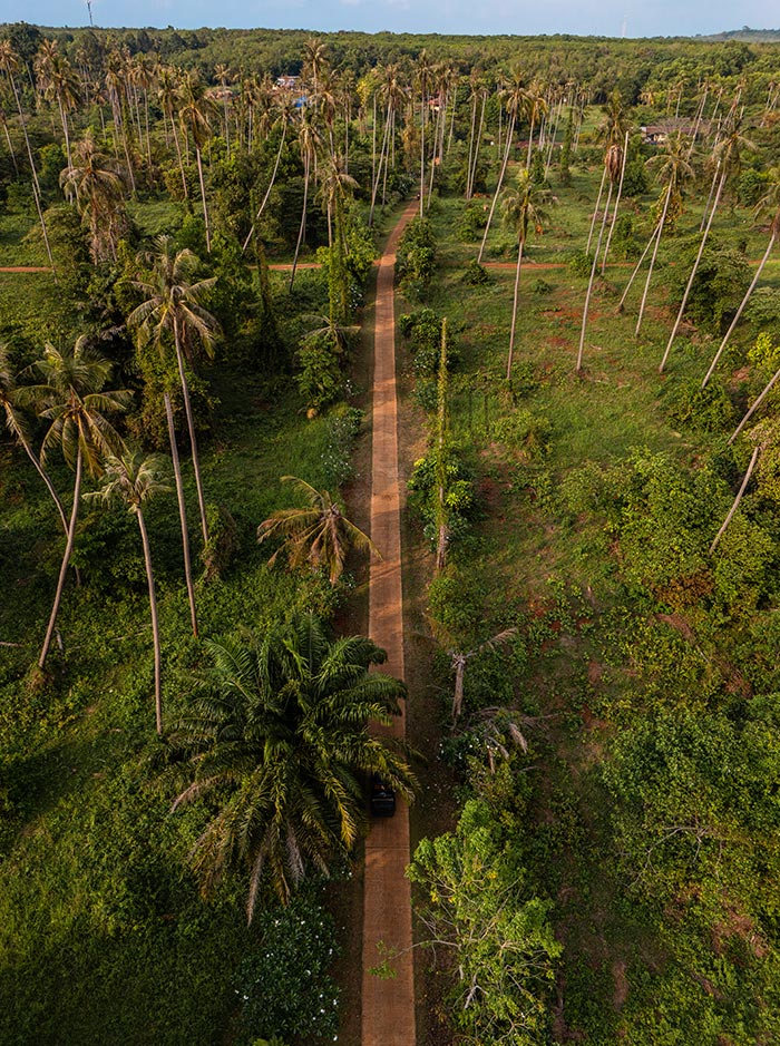 A narrow dirt road winds through a lush tropical landscape filled with tall palm trees and dense greenery, viewed from above. A single vehicle travels along the path, emphasizing the remote and peaceful jungle setting.