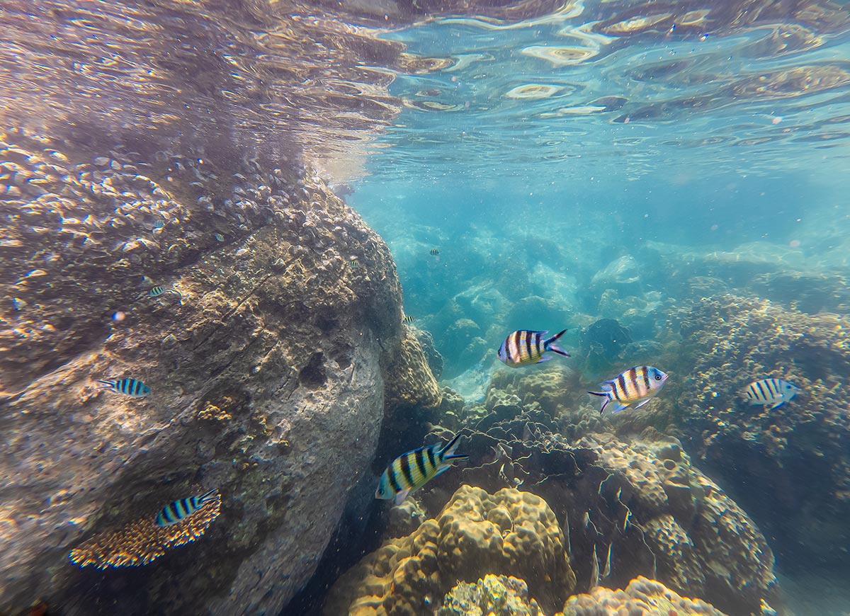 Underwater view of a coral reef with striped tropical fish swimming around large rocks in clear blue water. Sunlight filters through the surface creating shimmering patterns across the coral and sea floor.