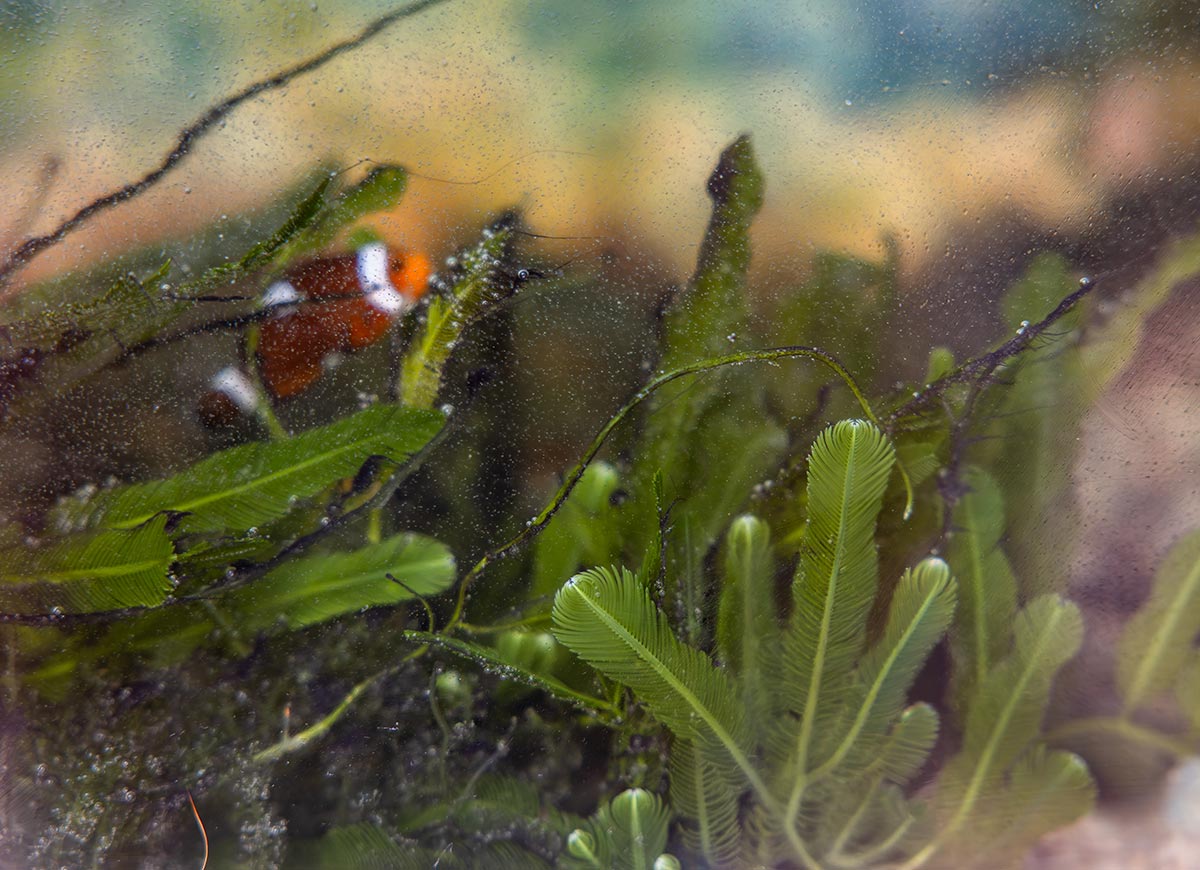 Close up view of green seagrass and underwater plants with a small orange and white fish swimming among them. Tiny bubbles and particles float in the water creating a soft hazy effect.
