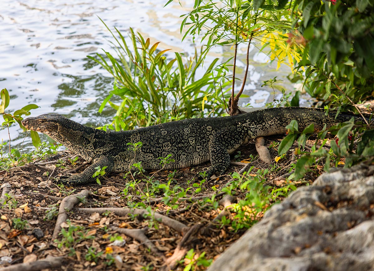 Large monitor lizard resting on the ground beside a body of water, surrounded by green plants and tree roots. Its textured, dark patterned skin blends with the earthy surroundings as it faces toward the water. The scene captures wildlife in a natural riverside habitat.