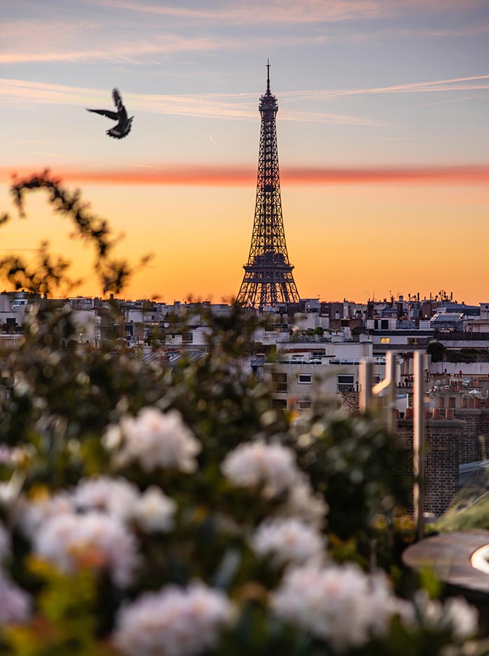 The Eiffel Tower rises above the Paris skyline at sunset, framed by softly blurred white flowers and rooftop greenery in the foreground. A bird flies across the pastel sky as warm orange and pink hues create a peaceful evening cityscape.