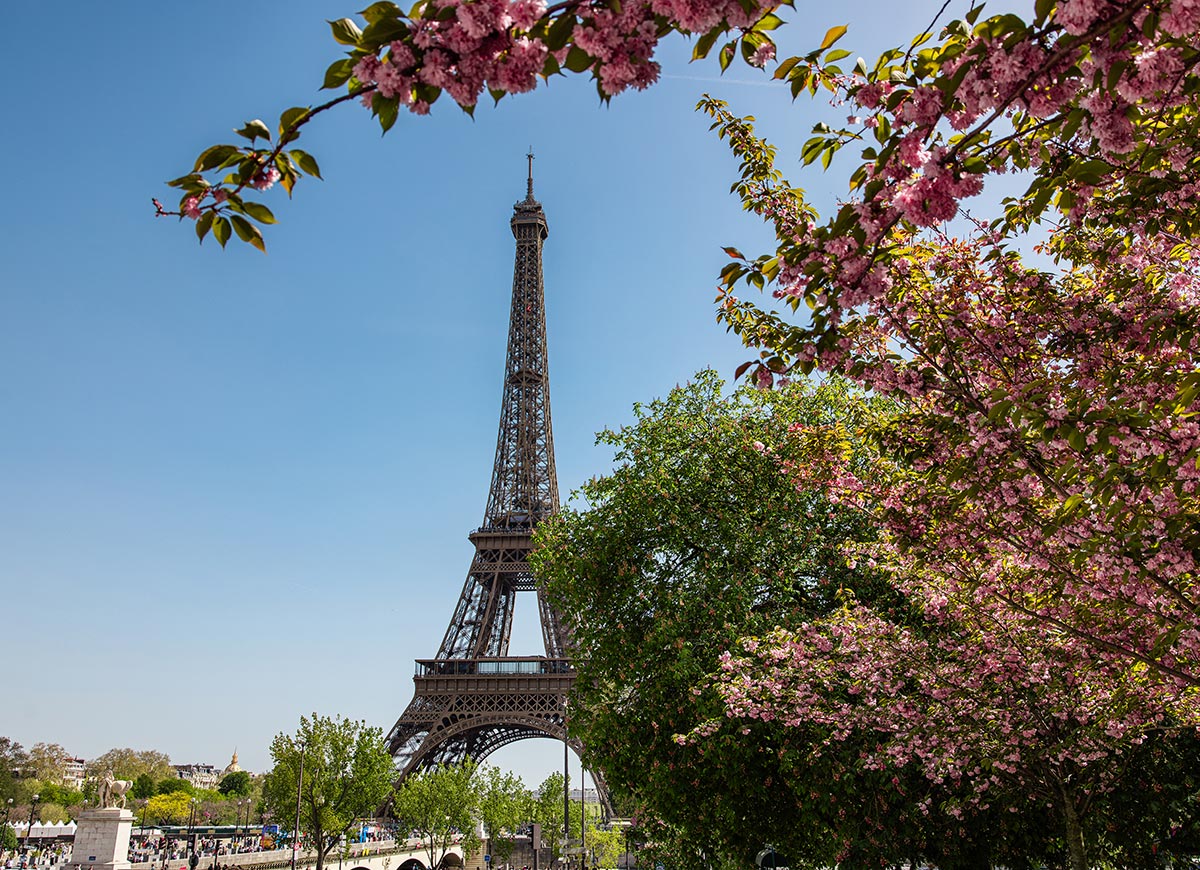 The Eiffel Tower rises beneath a clear blue sky, framed by vibrant pink cherry blossoms and lush green trees in full bloom. Spring flowers surround the iconic Paris landmark, creating a colorful and picturesque seasonal cityscape.